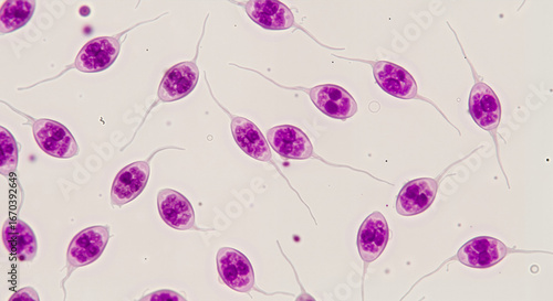 Stained sperm cells under microscope view on light background  