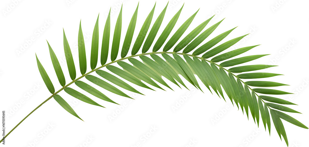 Fototapeta premium Bright Green Palm Frond With Many Slender Leaves Curving Across A Transparent Background Isolate Green Leaf