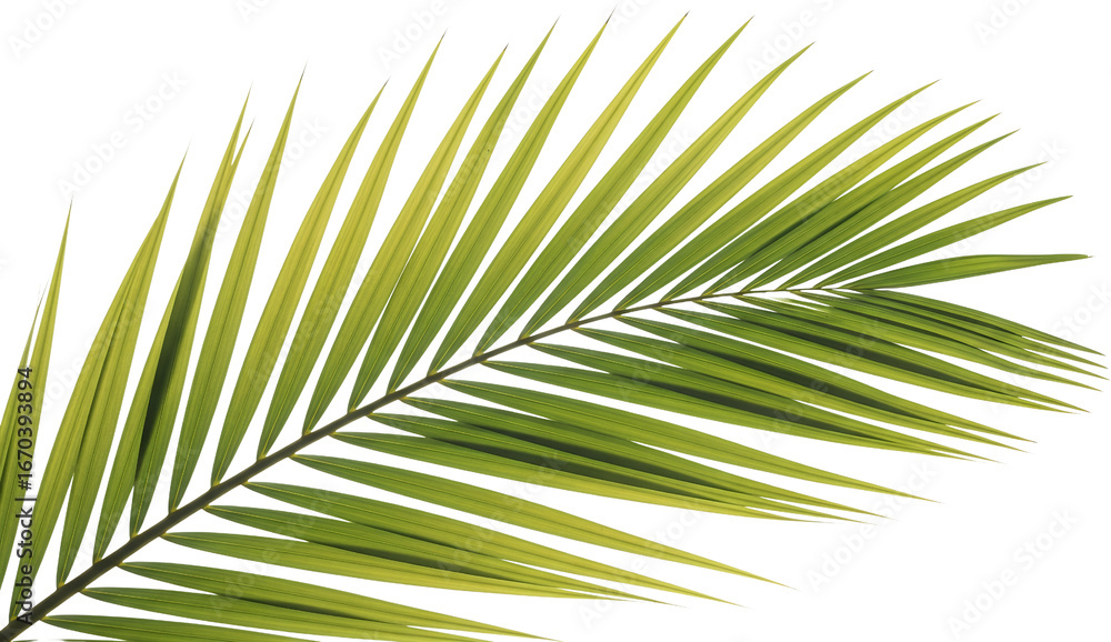 Fototapeta premium Vibrant green palm frond with sharp serrated leaves extending diagonally against a black backdrop isolated transparent background