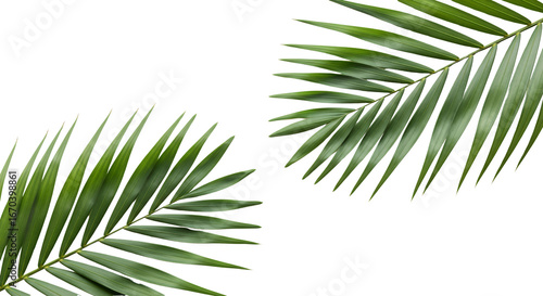 Two Green Palm Fronds Arching On A Transparent Background Isolate Palm Leaves Green Leaves Tropical Nature