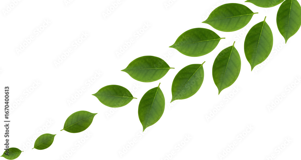 Obraz premium Green Leaves Arranged In A Flowing Diagonal Line Against A Stark Transparent Background Isolate Leaf Plant