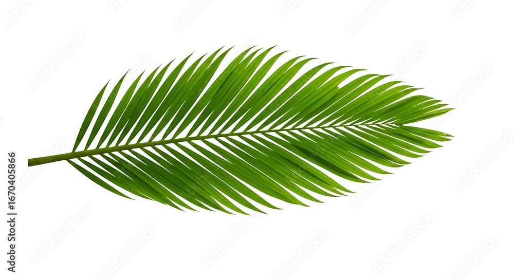 Obraz premium Close-Up View of a Palm Leaf with Intricate Details, Green Palm Leaf Exhibiting Its Unique Texture and Pattern