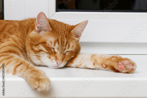 Fototapeta Closeup view of domestic ginger red cat lies with closed eyes and dozing on window sill