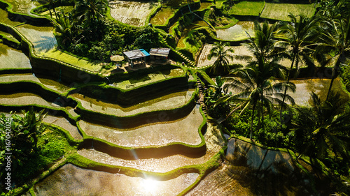 Fotografie Scenic aerial view of Tegalalang rice terraces in Bali, Indonesia