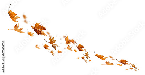 leaf leaves autumn background transparent
