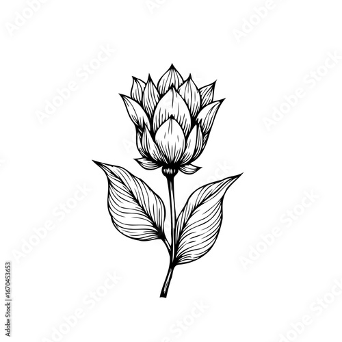 Detailed botanical drawing of a blooming flower with intricate leaf venation isolated on white