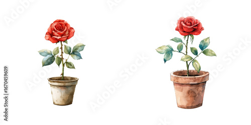 red rose on pot watercolor vector illustration