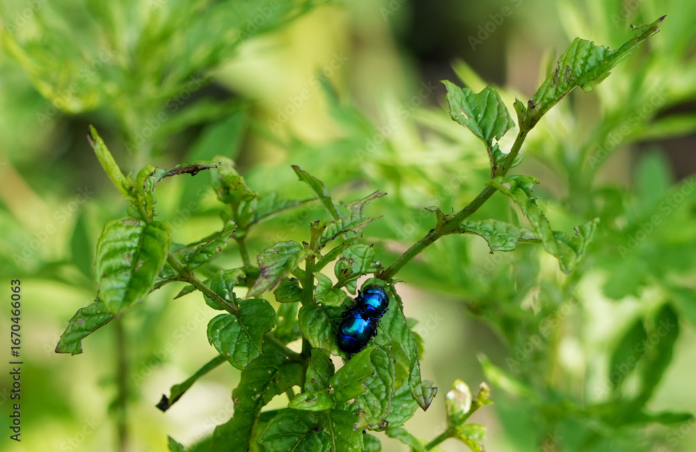 Fototapeta premium two small iridescent blue flea beetles (altica oleracea) are sitting on a green plant leaf
