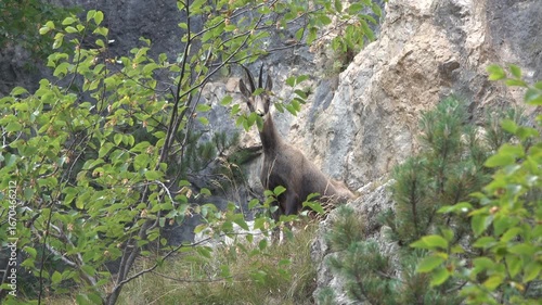 Wild Alpine chamois (Rupicapra rupicapra) resting on rocky terrain surrounded by green vegetation. Wildlife photography in its natural habitat, symbol of mountain nature and wilderness.