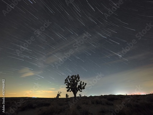 Celestial Stillness: Joshua Tree Beneath the Turning Stars