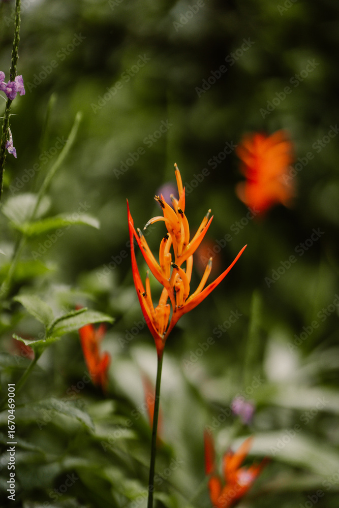 Fototapeta premium Close-up of orange heliconia flower with green blurred background