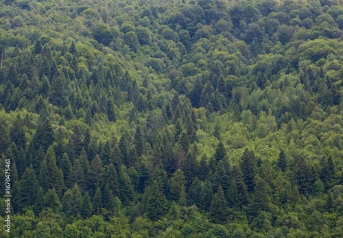 A vast forest where the dense canopies of coniferous and deciduous trees form a diverse green texture. This natural background conveys the atmosphere of wild and untamed nature.