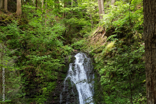 A slender waterfall cascades down a rocky slope densely covered in moss and ferns, nestled deep within a thick forest. Lush green vegetation and tall trees surround it, creating an atmosphere of tranq