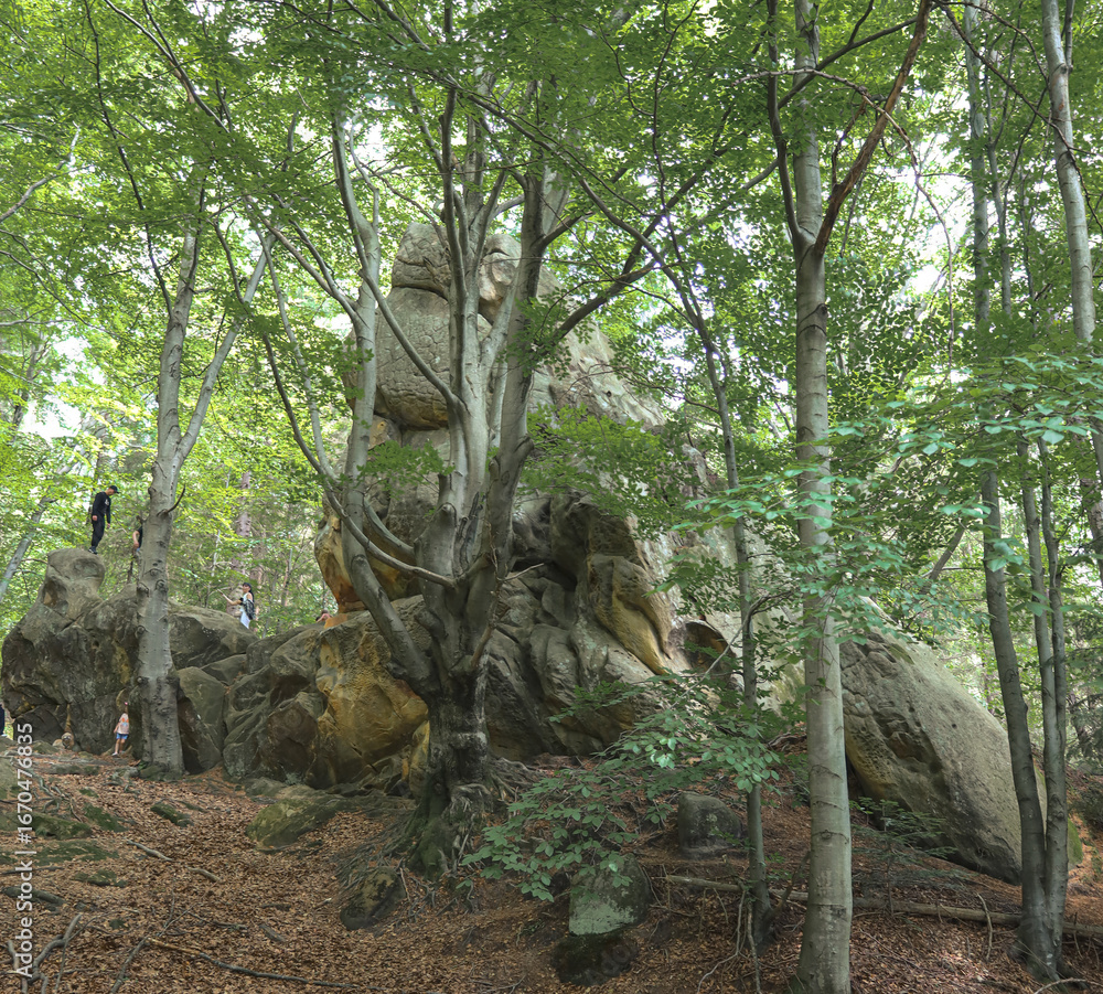 Obraz premium Hidden within a dense forest, majestic rocks resembling ancient giants create an atmosphere of mystery and adventure. Scattered sunlight filters through the tree canopies, illuminating the giant stone