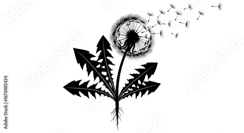 Black Silhouette of Dandelion Flower with Flying Seeds and Leaves on Isolated White Background