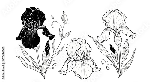 Elegant Black and White Iris Flowers with Leaves Botanical Illustration on Isolated White Background