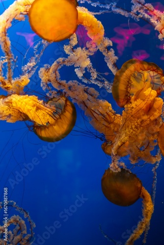 Colorful jellyfish gracefully swimming in an aquarium during afternoon hours