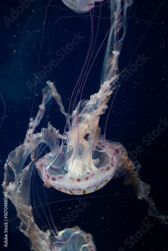 Graceful jellyfish swim through dark waters, showcasing their translucent bodies and delicate tentacles in the ocean's depths