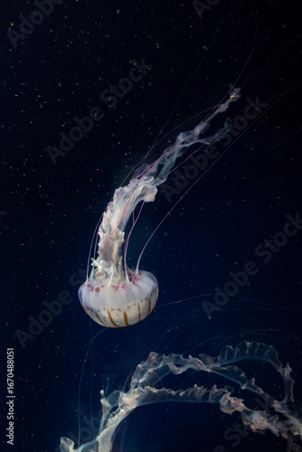 Delicate jellyfish gracefully swimming in dark ocean depths showcasing vibrant colors and flowing tentacles