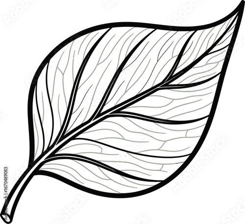 Detailed line art illustration of a single leaf with prominent veins on white