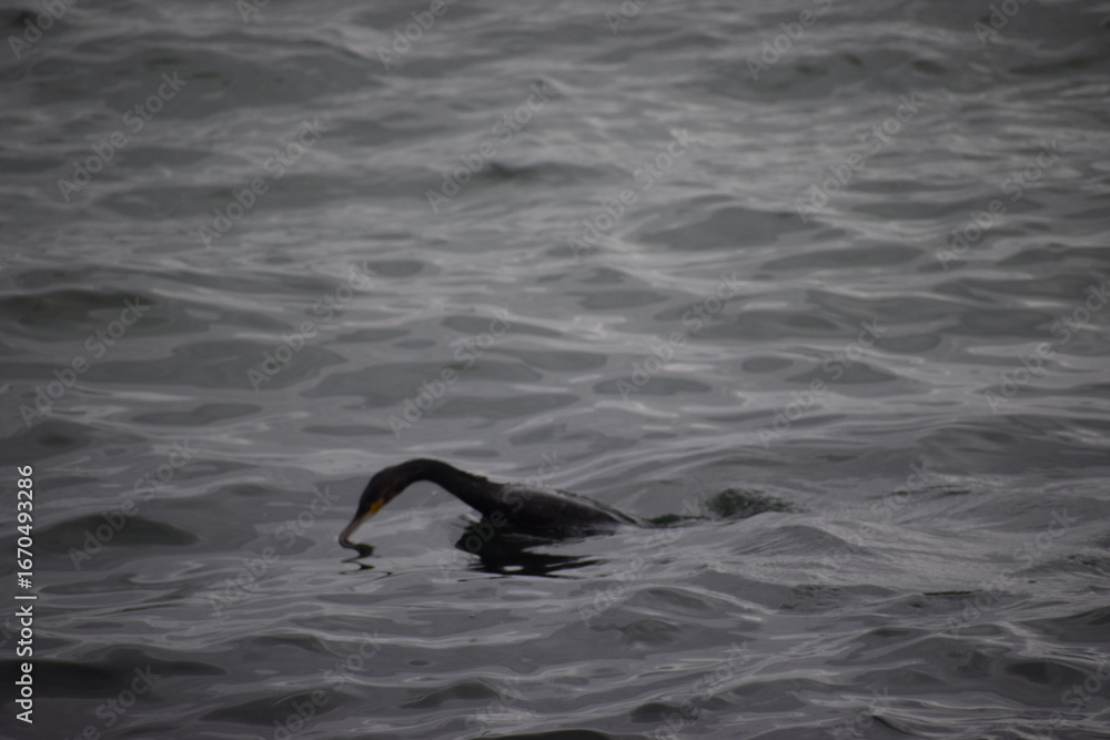 Fototapeta premium Cormorant diving underwater for fish