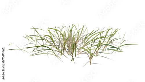 green grass isolated on white transparent background