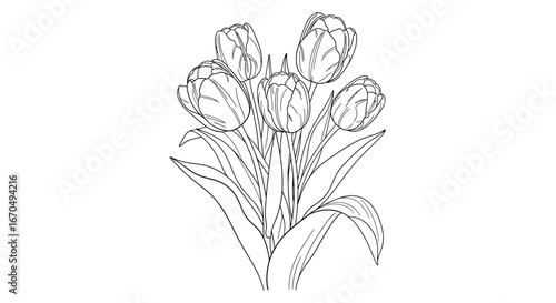 Beautiful Spring Tulip Flowers Bouquet Line Art Illustration on Isolated White Background