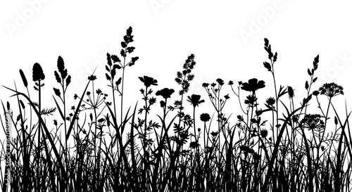 Wild Grass and Flower Meadow Silhouette on Isolated White Background