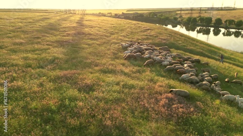 Drone high angle shot of shepherd guiding sheep and goats grazing on grassy hillside pasture near peaceful lake in rural farmland
