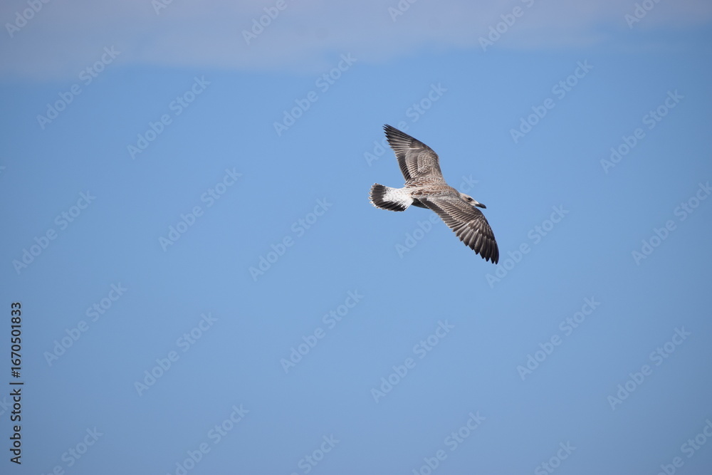 Obraz premium Silver gull close up flying against blue sky