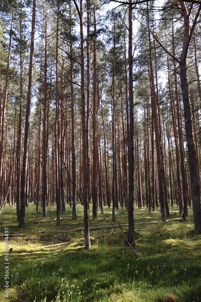 Obraz premium Sunlit coniferous forest with moss-covered ground, fairytale woodland landscape