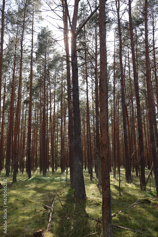 Obraz premium Sunlit coniferous forest with moss-covered ground, fairytale woodland landscape