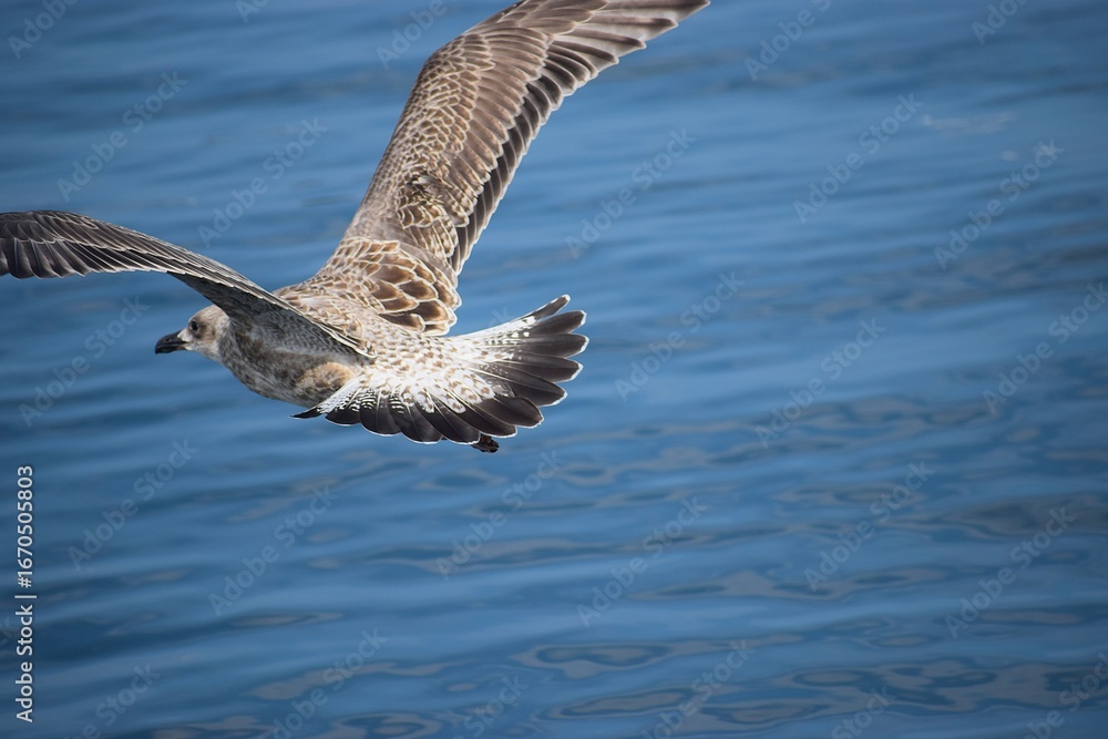 Naklejka premium Close up of medium gull flying above the water