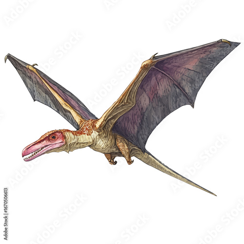 Pteranodon, watercolor illustration vector, isolated on a white background.