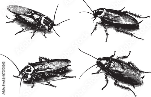 Cockroach, a vector graphics illustration in black and white ink on an isolated white background.eps