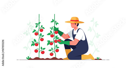 Harvesting Tomatoes From The Garden By Local Farmer On Sunny Day