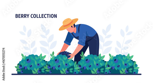 Farmer Harvests Fresh Blueberries In A Picturesque Orchard On Bright Sunny Day