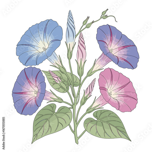 A delicate illustration of morning glories, showcasing vibrant blue and pink blossoms with unopened buds and lush green leaves.