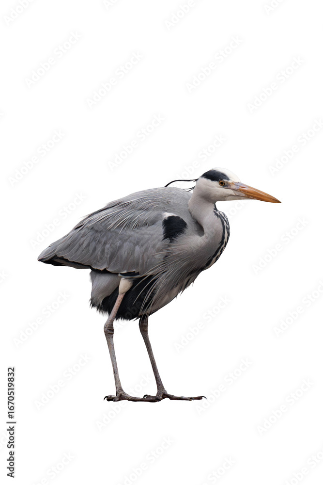 Obraz premium Grey heron (Ardea cinerea) isolated, png with no background.