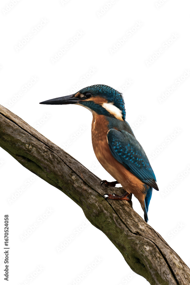 Fototapeta premium Common kingfisher (Alcedo atthis) isolated, png with no background.