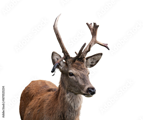 Deer isolated, png with no background.