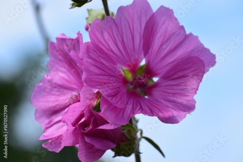 Pink hollyhocks in the garden, garden mallow