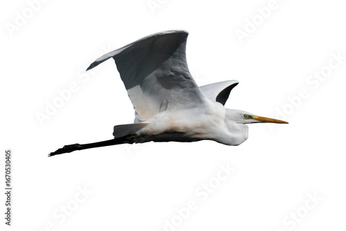 Cuadro en lienzo Great egret (Ardea alba), common egret, large egret, great white egret or great white heron isolated, png with no background