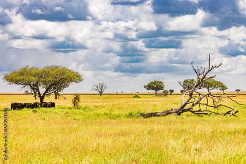 Sticker Elephants in the Wild