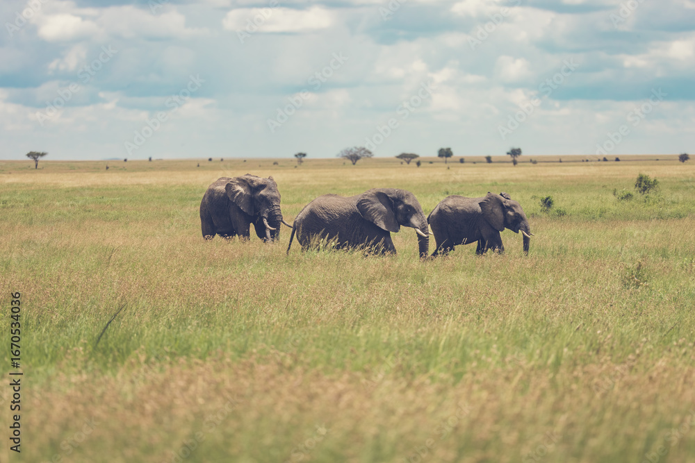 Fototapeta premium Elephants in the Wild