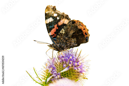 Vanessa atalanta, the red admiral or, previously, the red admirable isolated, png with no background.