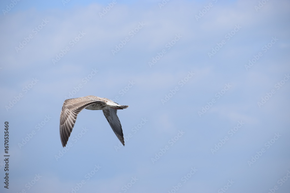 Obraz premium Silver Gull flying against cloudy sky