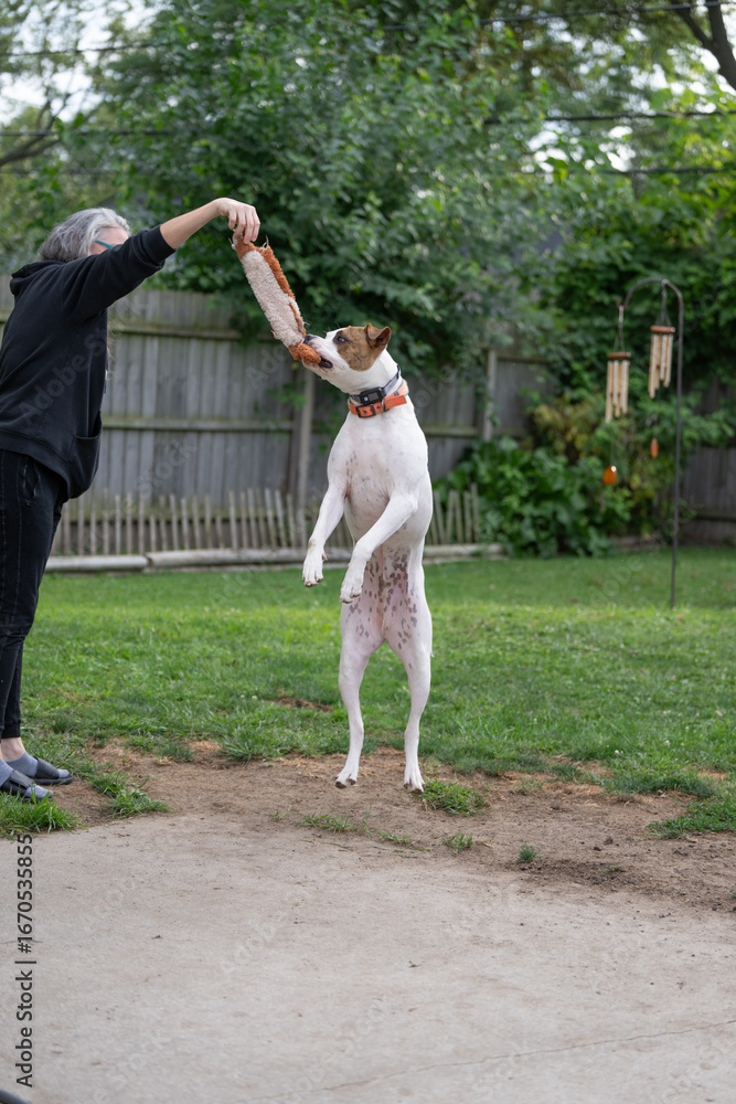 Fototapeta premium boxer dog jumps high and plays with dog trainer during trainging session