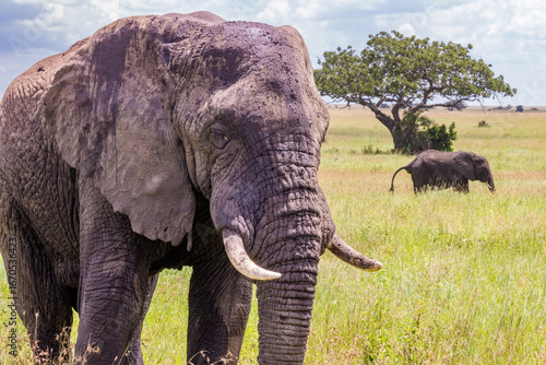 Photography Elephants in the Wild
