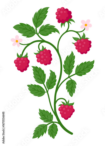 Raspberry branch bearing ripe red fruit, green leaves, and delicate pink blossoms, flat illustration isolated on white. Ideal for summer, food and botanical design projects